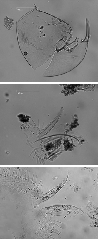 Cladocera